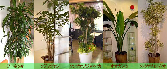 モドキヤシ　超大型❗️ 180センチ　10号鉢　観葉植物　ガーデニング
